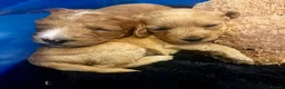 Mixed Breed dogs for sale: Aussie Labradoodle Puppies arrived 28/08/26 - Advert 16