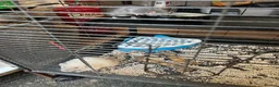 Rat rodents for sale: Paw hut cage + 4 female rats for sale - Advert 2