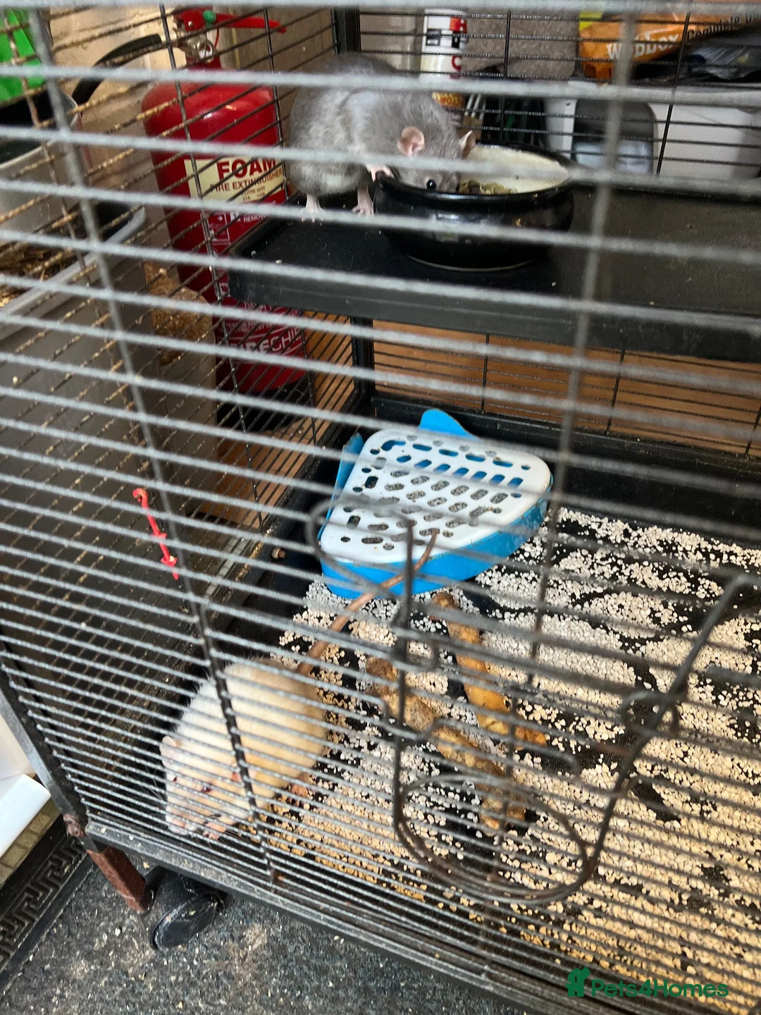 Rat rodents for sale: Paw hut cage + 4 female rats for sale - Advert 2