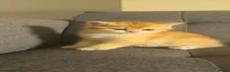 British Shorthair cats for sale: ✨🐾 ✨ GOLDEN SHIMMER BRITISH SHORTHAIR KITTENS ✨  - Advert 21