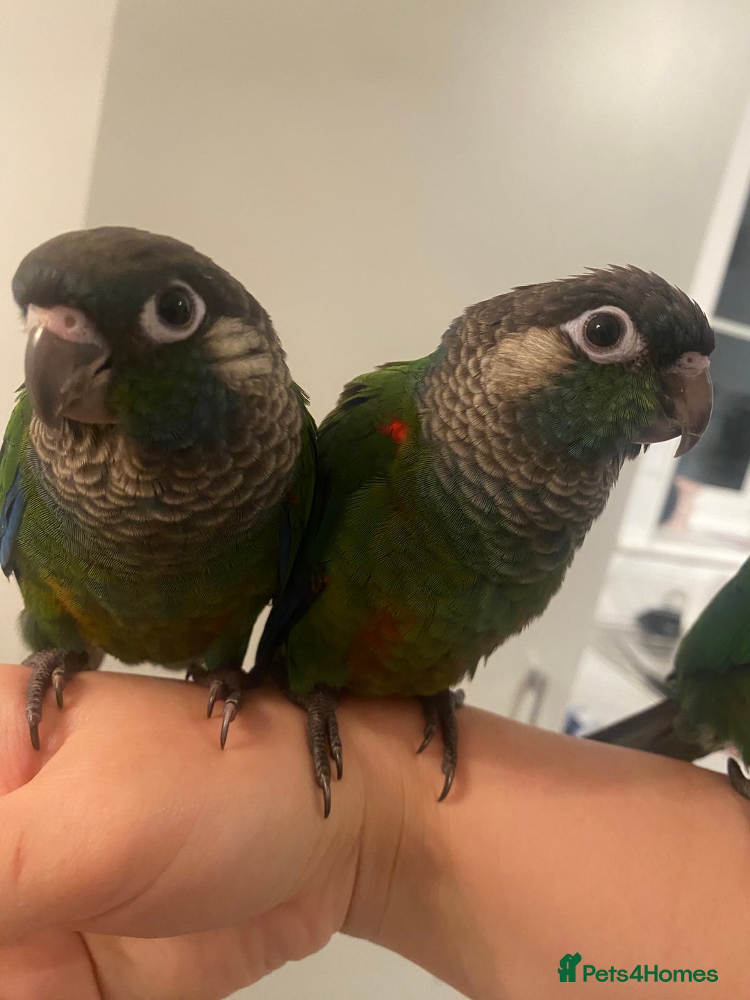 Conures birds for sale: Hand reared silly tame conure  - Image 11