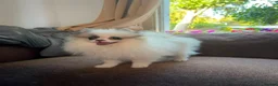 Pomeranian dogs for sale: Pomeranian Boy left Price Reduce! - Advert 6