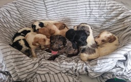 Cockapoo dogs for sale: Cockapoo puppies  - Image 15