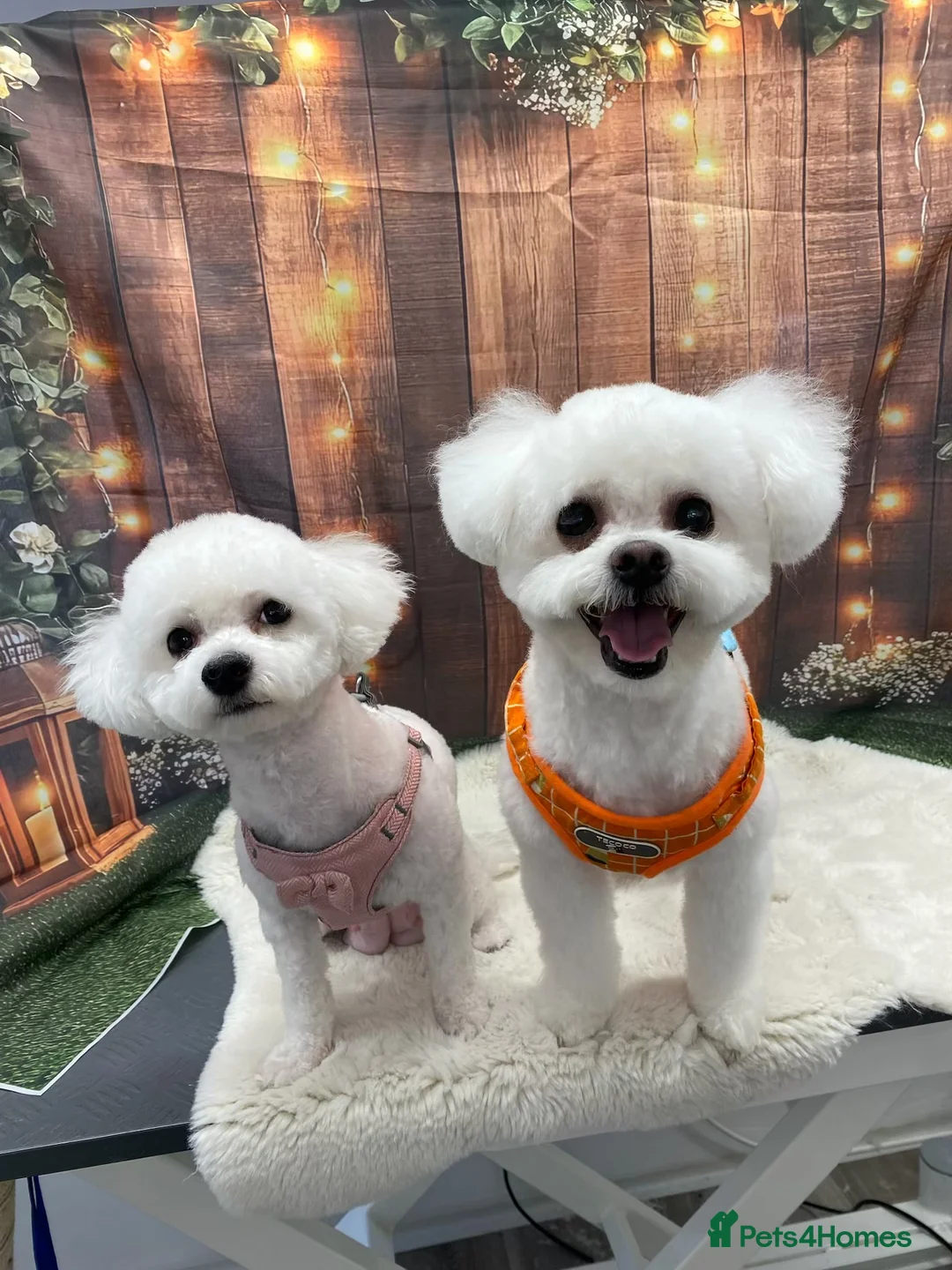 Bichon Frise dogs for stud: Clifford  - Advert 4