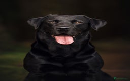 Labrador Retriever dogs for stud: Amazing family/ gun dog . Proven .  in Bath - Image 4