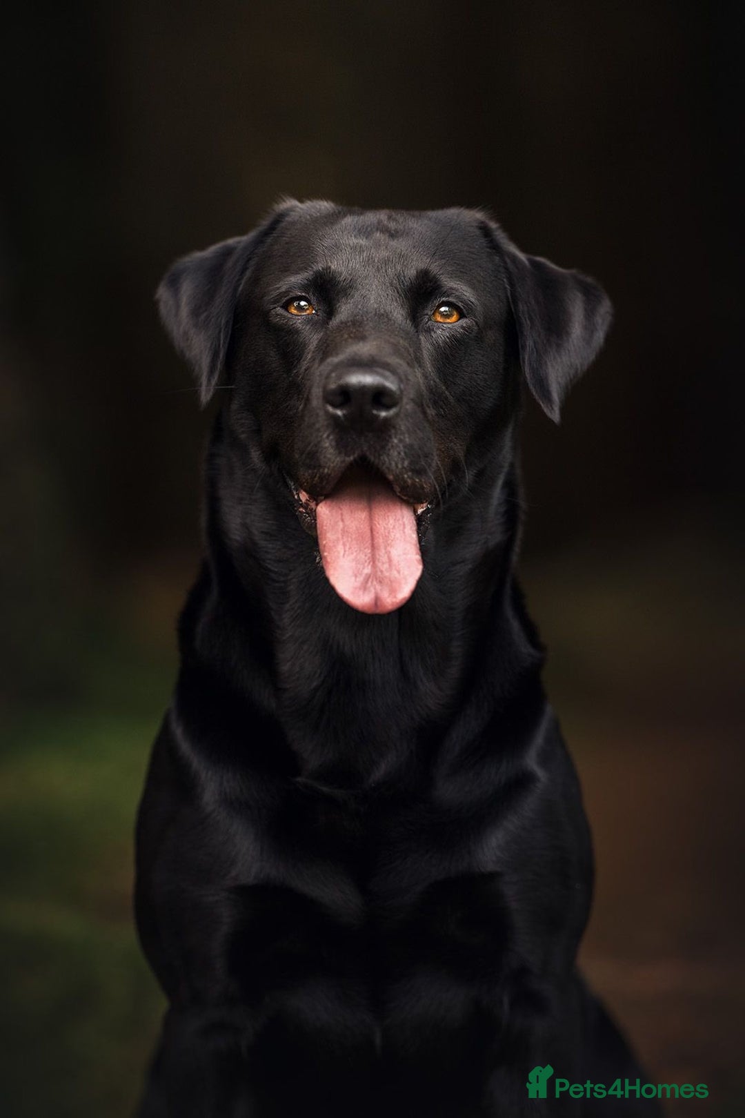 Labrador Retriever dogs for stud: Amazing family/ gun dog . Proven .  in Bath - Image 4