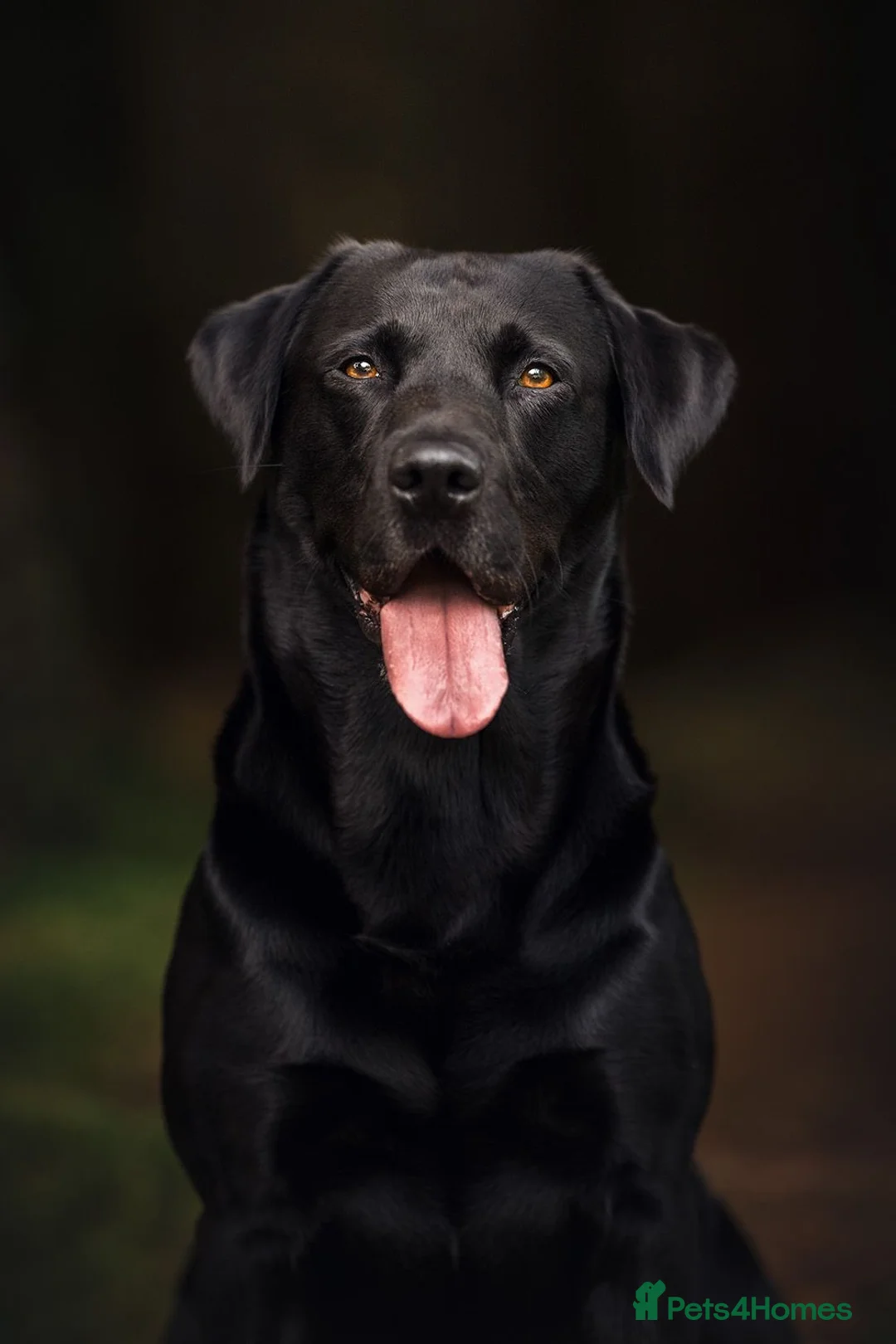 Labrador Retriever dogs for stud: Amazing family/ gun dog . Proven .  in Bath - Advert 4
