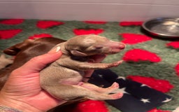 Miniature Dachshund dogs for sale: Isabella dapple KC stunning healthy dachshund  - Image 13