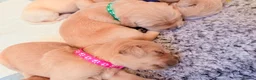 Golden Retriever dogs for sale: Golden retriever puppies  - Advert 3