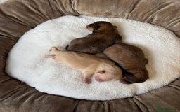 Pomeranian dogs for sale: KC PEDIGREE POMS 🩷🧸  - Image 5
