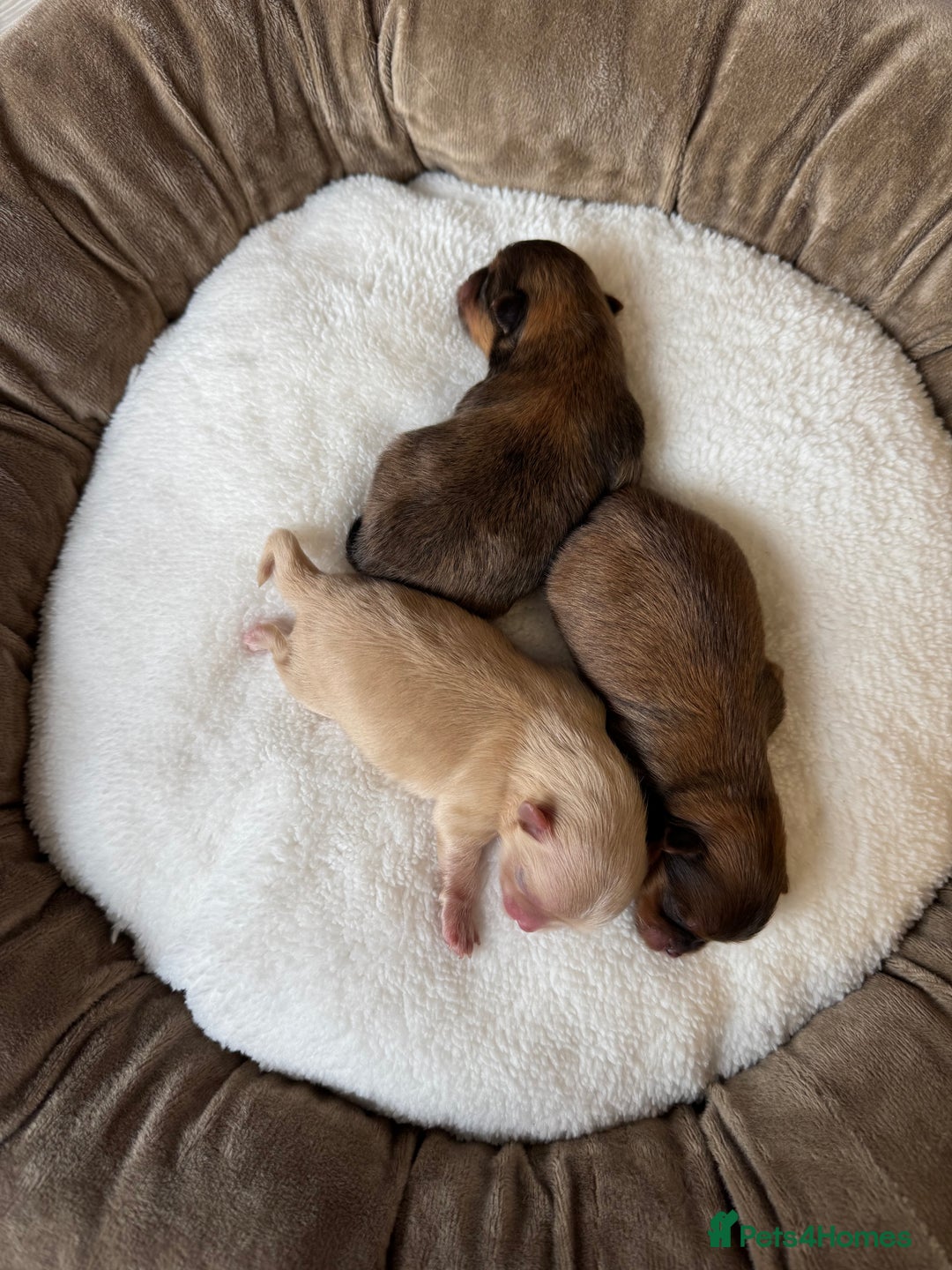 Pomeranian dogs for sale: KC PEDIGREE POMS 🩷🧸  - Image 5