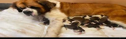 Saint Bernard dogs for sale: Saint Bernard  - Advert 4
