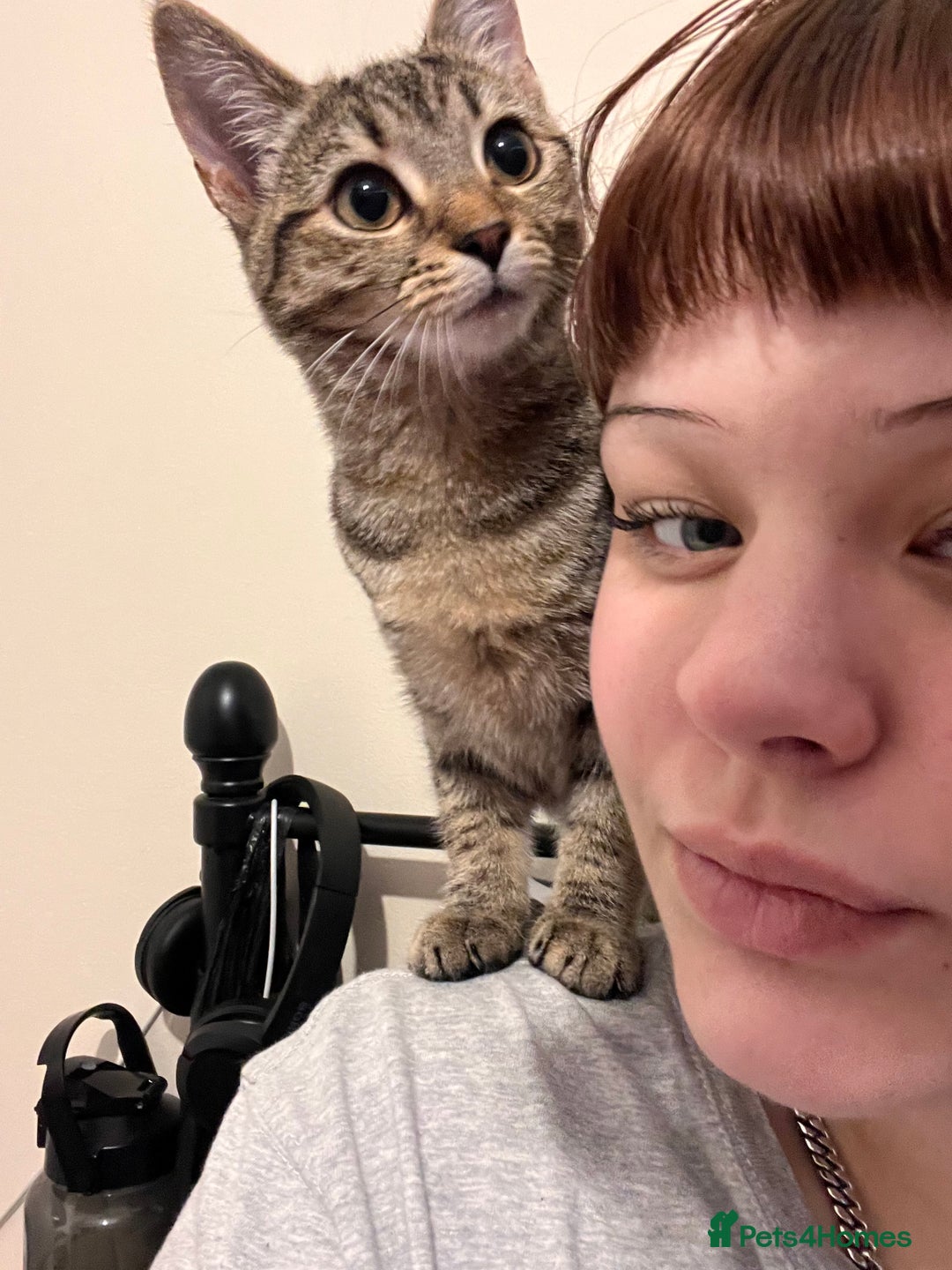 Domestic Shorthair cats for sale: Please help me rehome my little baby.  - Image 1