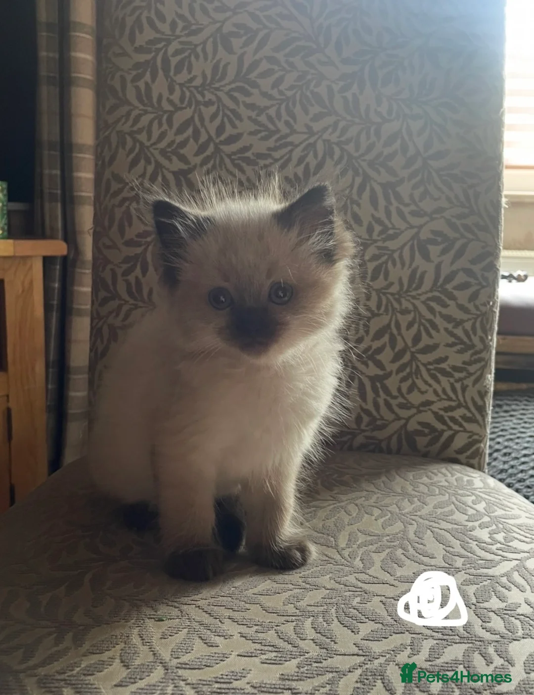 Ragdoll cats for sale: Gorgeous pure ragdoll kittens - Advert 2