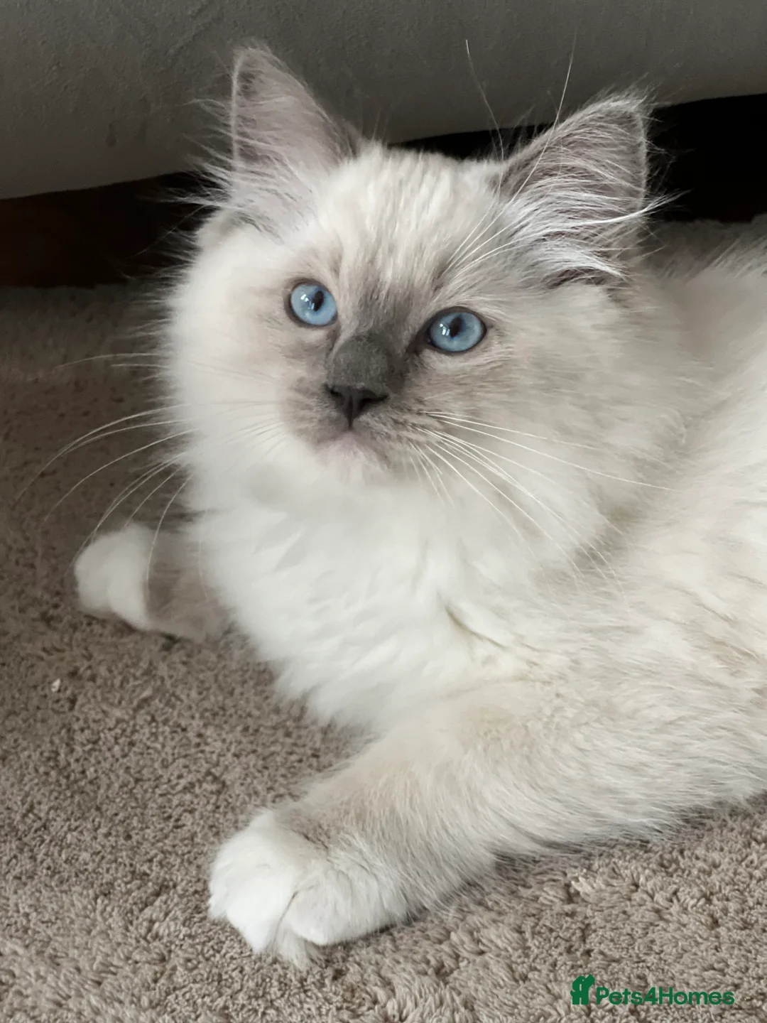 Ragdoll cats for stud: G.Champion✅GCCF/TICA Reg✅FIV/FELV/DNA✅Ragdoll stud in London - Advert 23