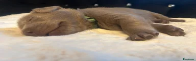 Labrador Retriever 2