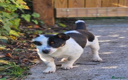 Jack Russell dogs for sale: Beautiful bonnie - Image 3
