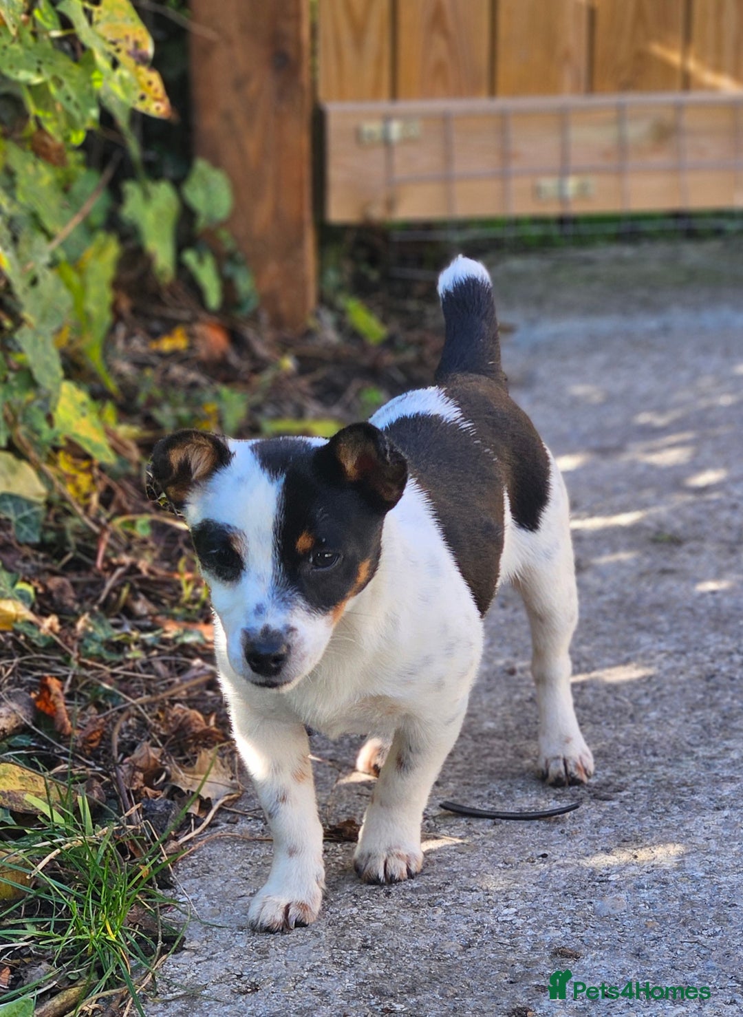 Jack Russell dogs for sale: Beautiful bonnie - Image 3