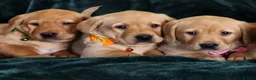 Labrador Retriever dogs for sale: ⭐⭐7 Beautiful Fox Red Labrador Pups Ready Soon!⭐⭐️ - Advert 6