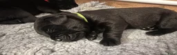 Labrador Retriever dogs for sale: Beautiful KC Labradors  - Advert 4