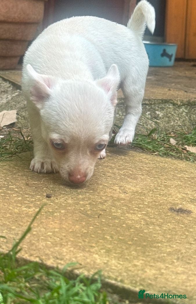Chihuahua dogs One beautiful blue eyed chihuahua girl left - Advert 2