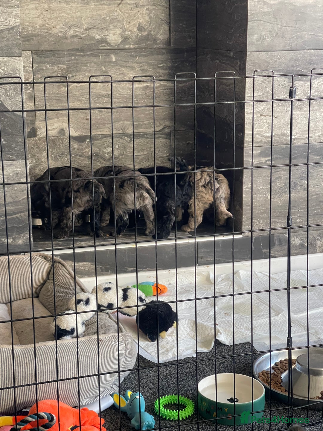 Cockapoo dogs for sale: Ready Now Beautiful Cockapoo pups £1000 in Wolverhampton - Image 28
