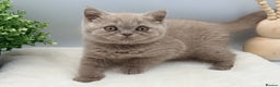 British Shorthair cats for sale: PEDIGREE REGISTERED CHUNKY BRITISH SHORTHAIRS  - Advert 8