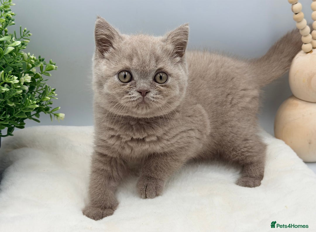 British Shorthair cats for sale: PEDIGREE REGISTERED CHUNKY BRITISH SHORTHAIRS  - Advert 8