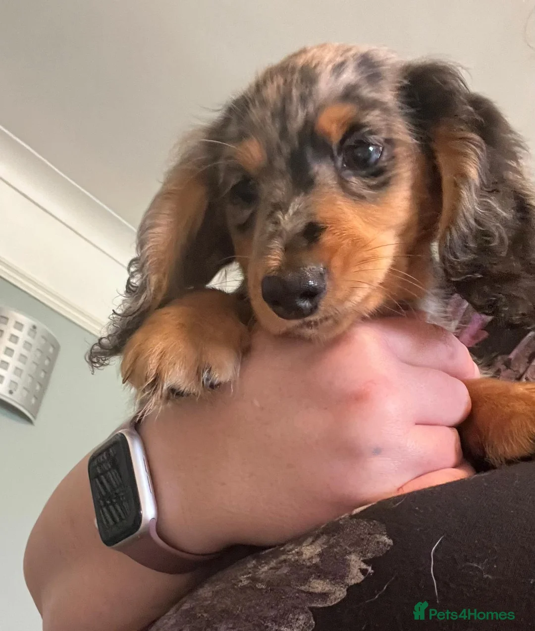Miniature Dachshund dogs for sale: 2 left kc reg LH mini datS dapple puppies - Advert 1