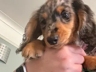 Miniature Dachshund dogs ready now kc reg LH mini datS puppies - Advert 4