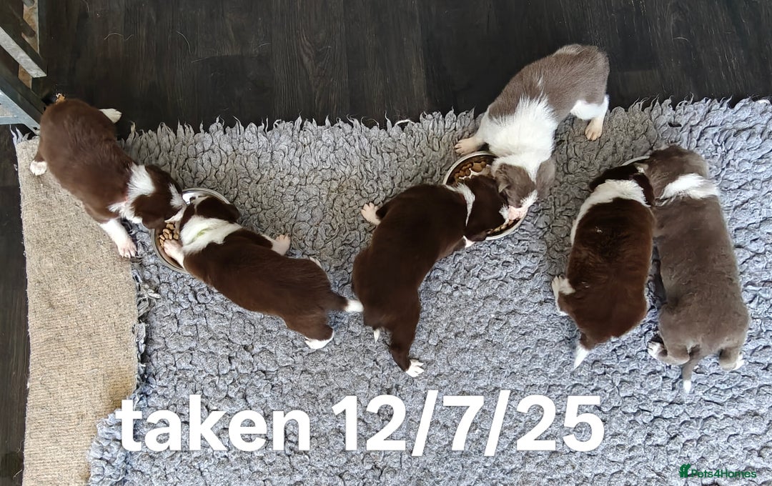 Border Collie dogs for sale: 6 Kennel Club registered Border Collie pups - Image 14