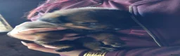 Mixed Breed dogs for sale: Puppies  in Dudley - Advert 9