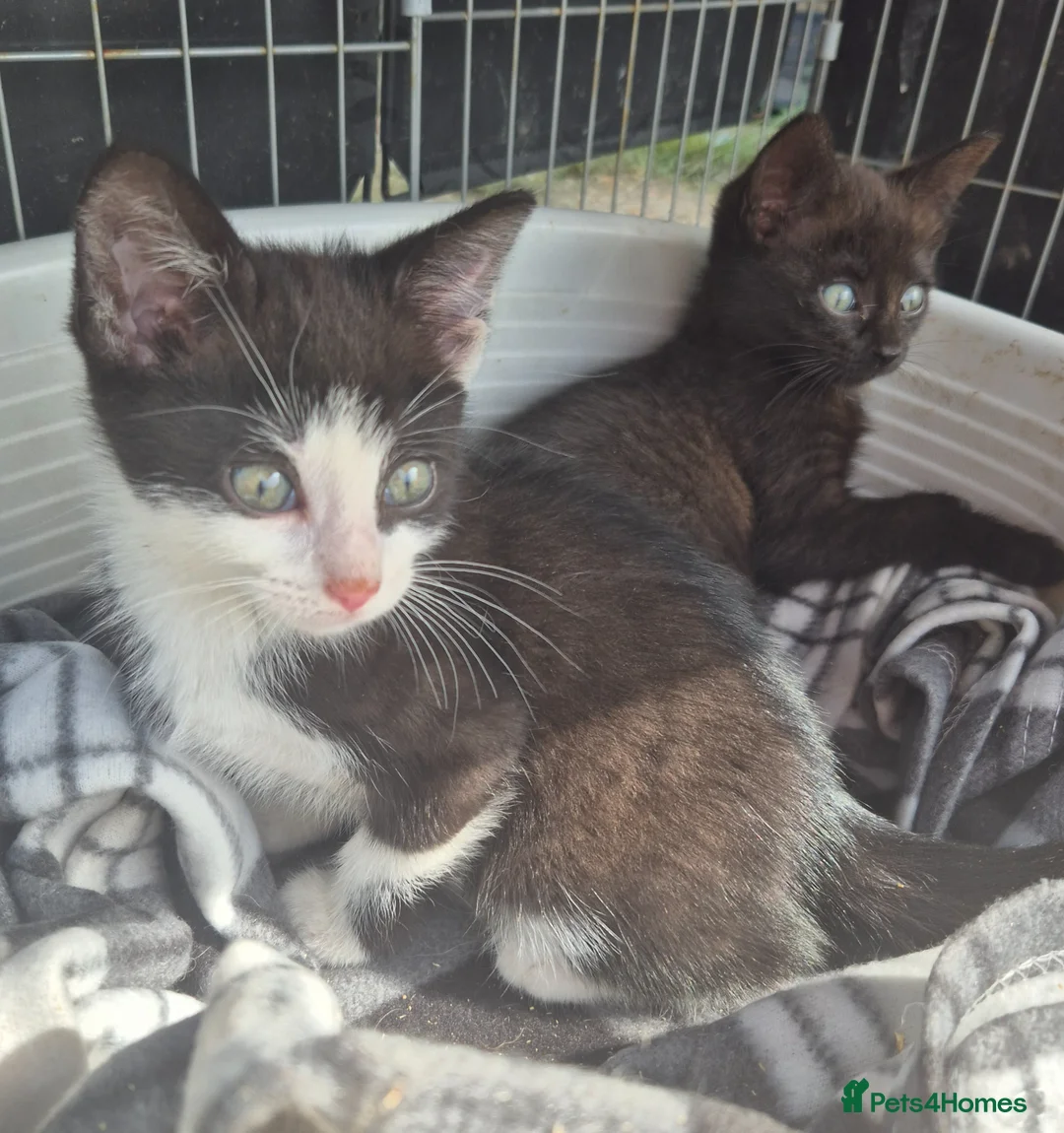 Bengal cats for sale: Two gorgeous Bengal cross kittens  - Advert 1