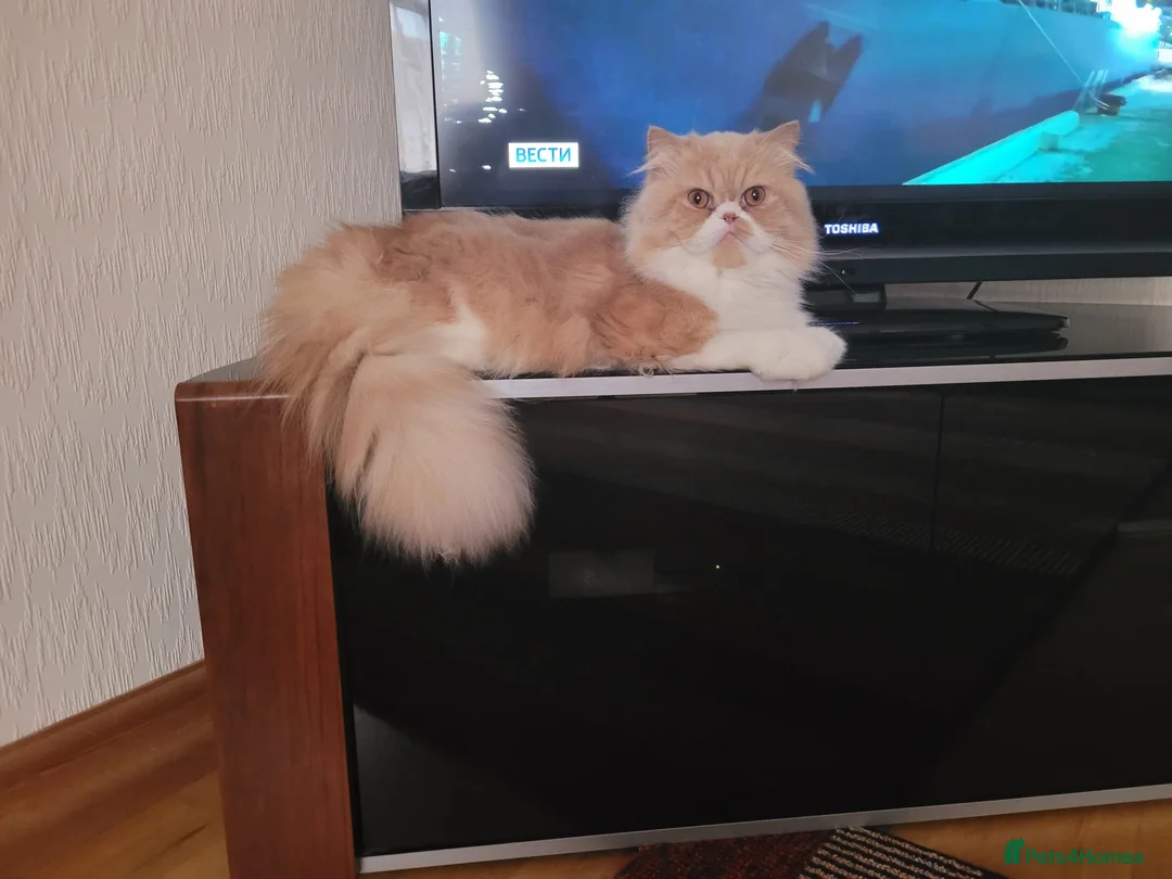 Persian cats for stud: Pedigree Persian Boy Max up for Stud duty. in Northolt - Advert 5