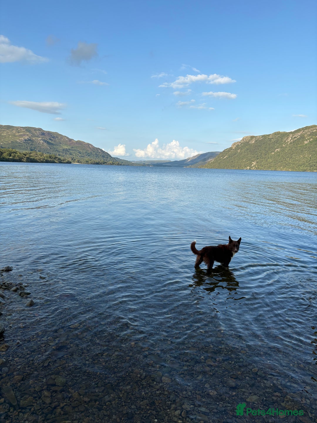 Border Collie dogs for sale: 11 month old puppy called Kip  - Image 2