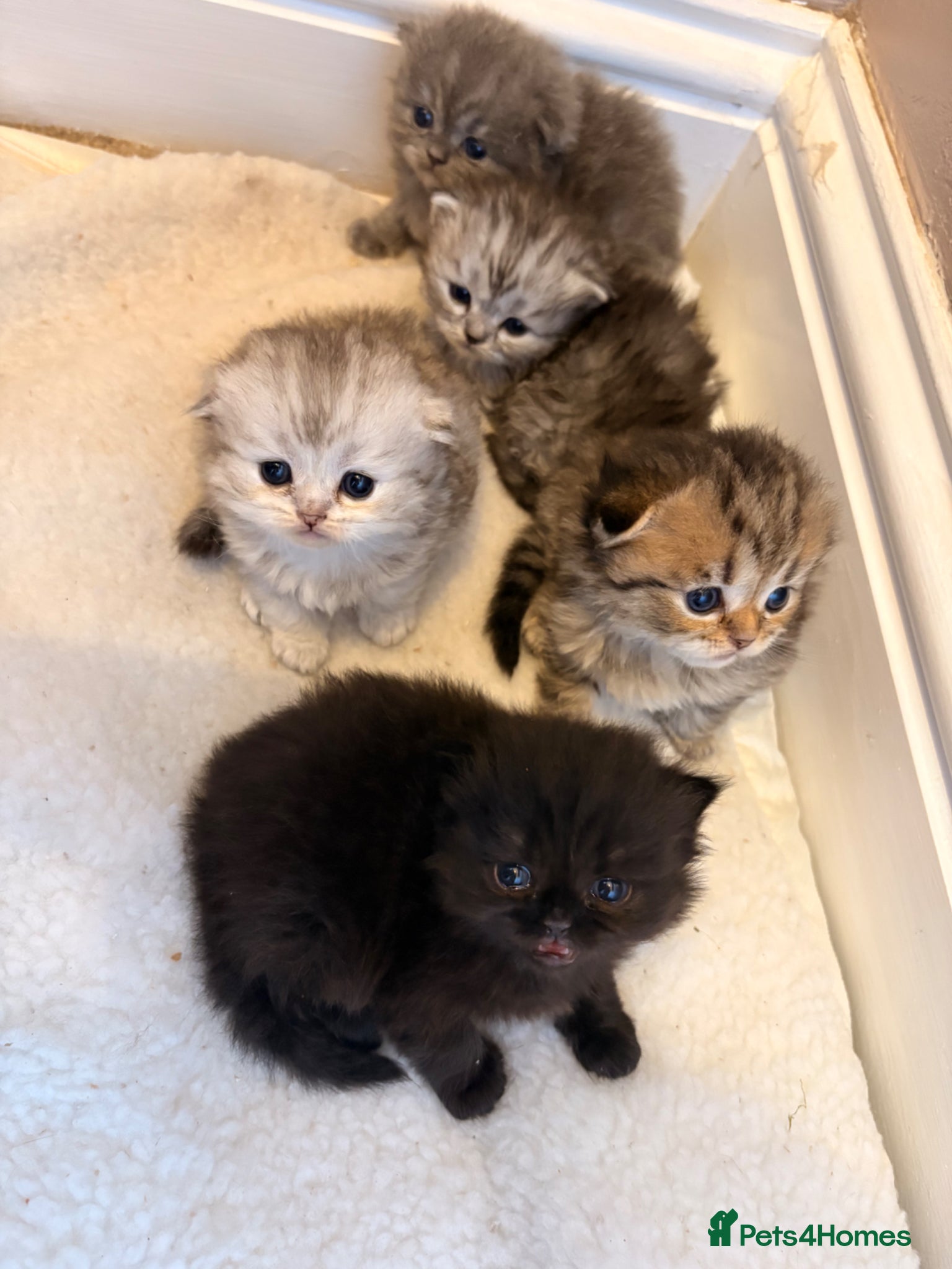 Scottish Fold cats 5 x pure bred Scottish Fold kittens  - Advert 8