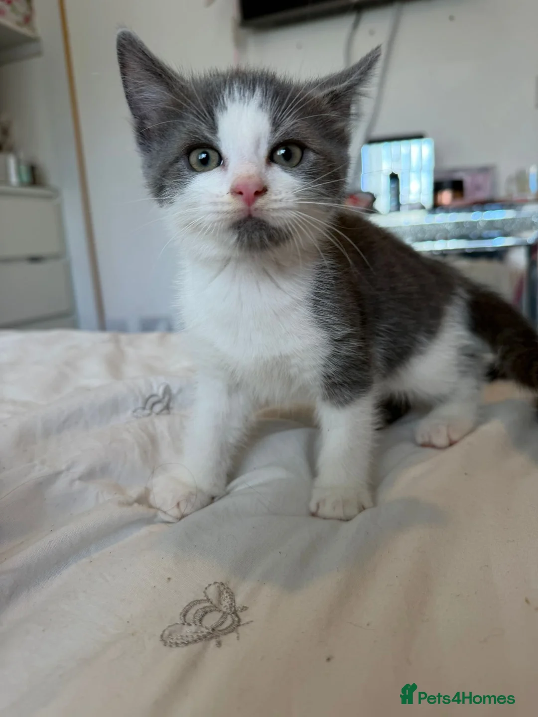 Mixed Breed cats for sale: Kittens  - Advert 2
