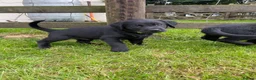 Goldador dogs for sale: Goldador puppies in Bishop Auckland - Advert 11
