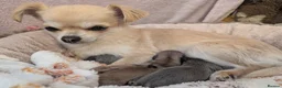 Chihuahua dogs for sale: beautiful mate chihuahua pup in Ripon - Advert 2