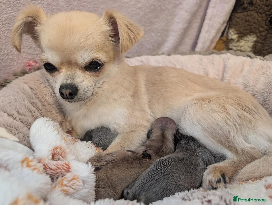 Chihuahua dogs for sale: beautiful mate chihuahua pup in Ripon - Advert 2