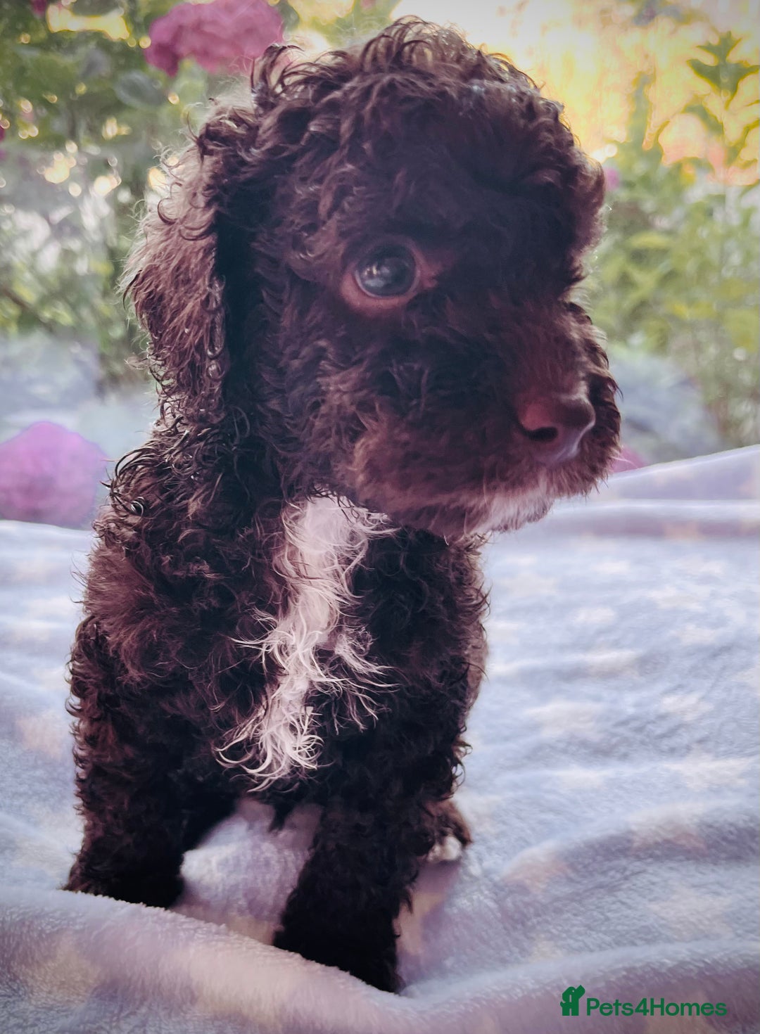 Cockapoo dogs for sale: Stunning fully DNA tested Cockapoo puppies - Image 16