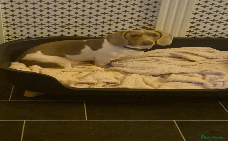 Miniature Dachshund dogs - Advert 13