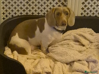 Miniature Dachshund dogs Isabella & Tan Piebald Male Miniature Dachshund - Advert 13