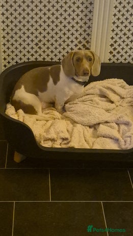 Miniature Dachshund dogs - Advert 2