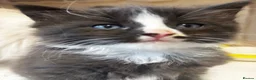 British Longhair cats for sale: Beautiful and Playful half ragdoll kittens - Advert 11