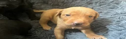 Labrador Retriever dogs for sale: Totally adorable, healthy and great line puppies - Advert 6