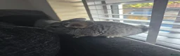 Chinchilla rodents for sale: Lovely chinchila kits all standard  - Advert 40