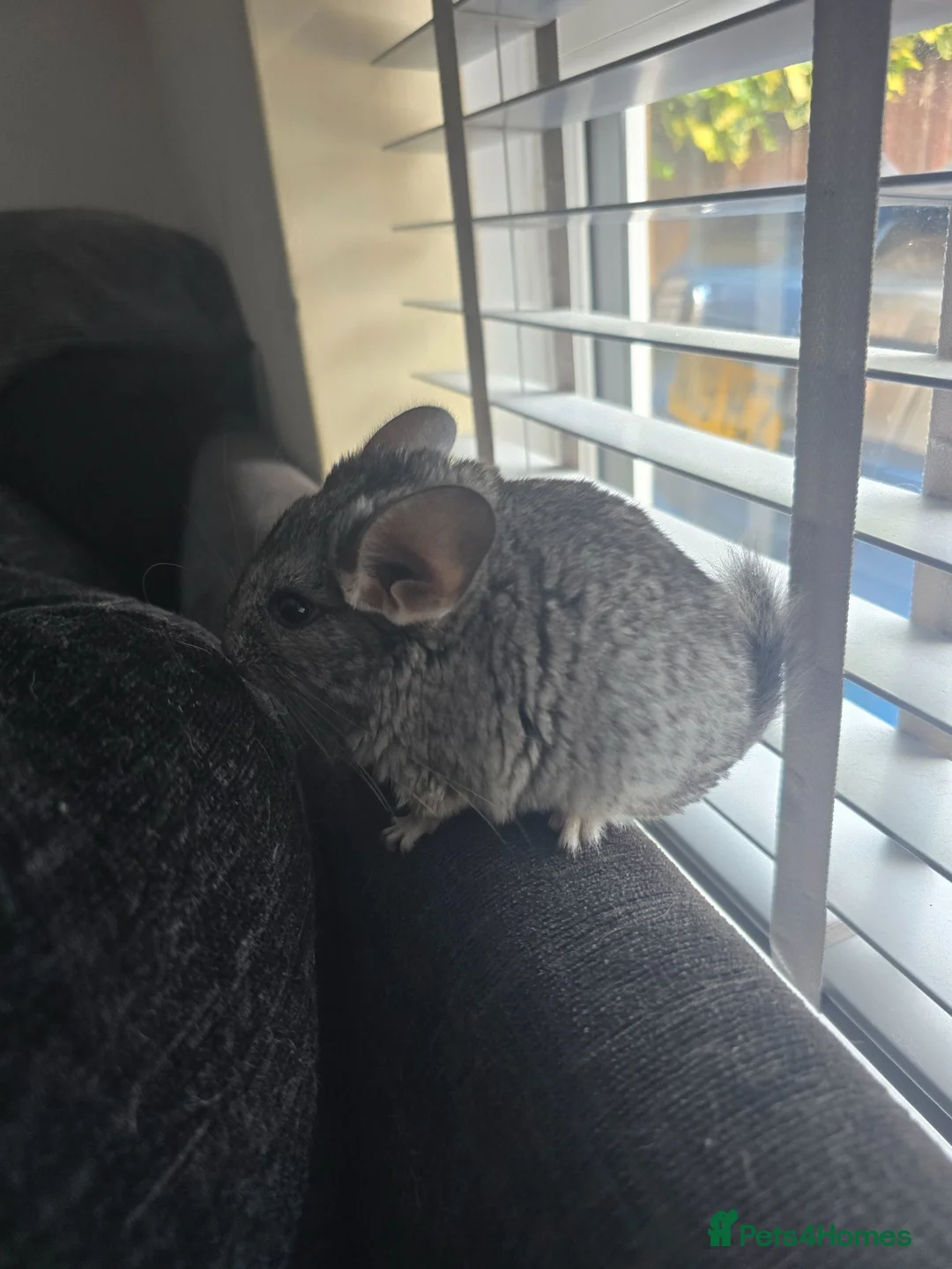 Chinchilla rodents for sale: Lovely chinchila kits all standard  - Advert 40