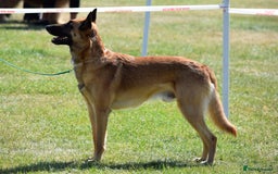 Belgian Shepherd Dog dogs for stud: BVA HEALTH TESTED, Proven, KC, BSD Malinois stud in Treorchy - Image 16