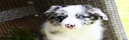 Border Collie dogs for sale: KC registered border collie puppies  in Dunstable - Advert 4